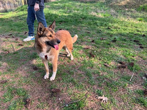 Anais, la nostra splendida lupetta Foto 6